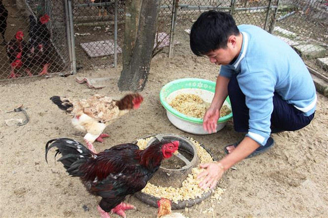 Vật nuôi đặc sản đắt hàng vụ Tết Nguyên Đán Tân Sửu 2021 ảnh 1