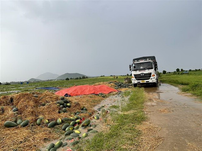 Gia Lai: Nông dân trồng dưa hấu bị thiệt hại nặng nề do mưa lớn ảnh 1