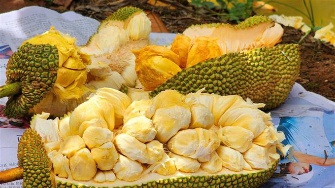 Cần Thơ: Lai tạo thành công giống mít mang hương vị sầu riêng ảnh 2