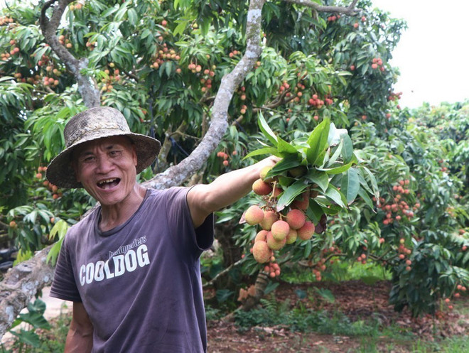Nông dân xã Thanh Sơn, huyện Thanh Hà vui mừng đón doanh nghiệp Nhật Bản đến thăm bà con thu hoạch vải sớm. (Ảnh: Mạnh Minh/TTXVN) Vụ vải thiều ở Hải Dương: Nhiều điểm sáng về xúc tiến thương mại ảnh 2