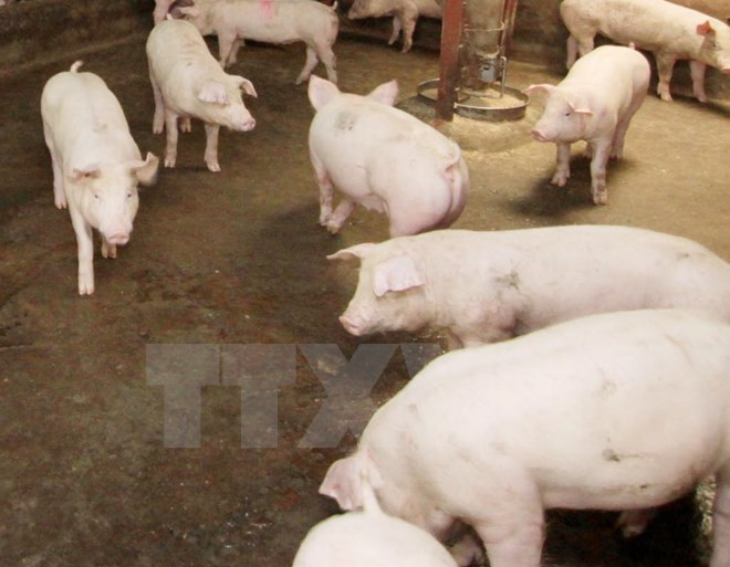 Thông tin "thương lái Trung Quốc mua lợn nhiều mỡ" gây bất lợi ảnh 1