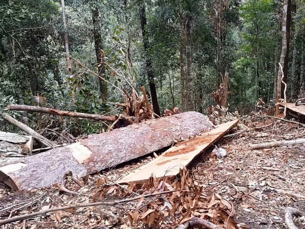 Chuyển hồ sơ vụ làm mất hơn 550ha rừng sang cơ quan điều tra ảnh 1