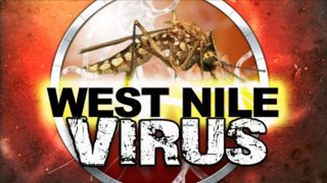  Virus Tây sông Nile và Zika có thể gây ra các bệnh về tiêu hóa ảnh 1