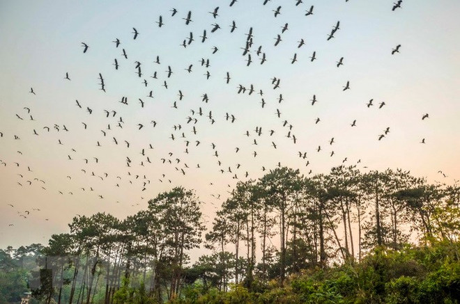 Quảng Ninh tăng thu giữ phương tiện bắt các loại chim hoang dã ảnh 1