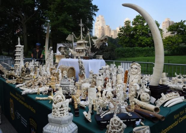 Mỹ: Tiêu hủy gần 2 tấn đồ tạo tác làm từ ngà voi tại New York ảnh 1