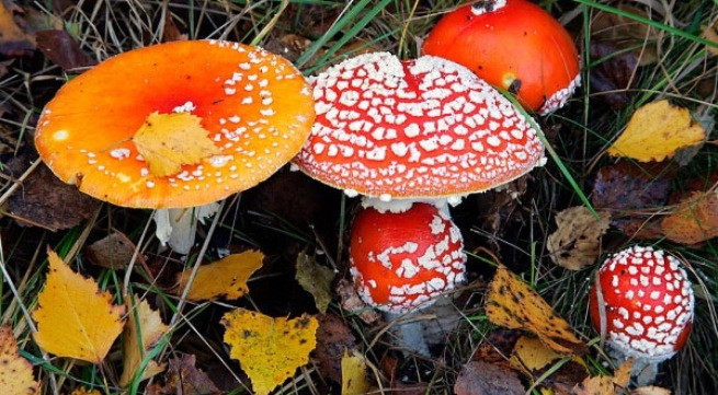 Một bé 12 tuổi tử vong, hai bé phải đi cấp cứu vì ngộ độc nấm ảnh 1