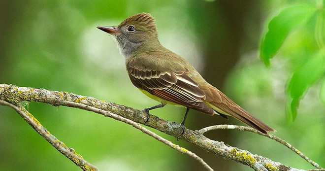 Nhiệt độ toàn cầu tăng làm thay đổi vóc dáng của loài chim ảnh 1