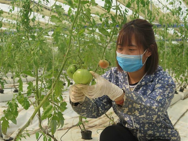 Chuyển đổi số trong ngành nông nghiệp nên bắt đầu từ đâu? ảnh 2