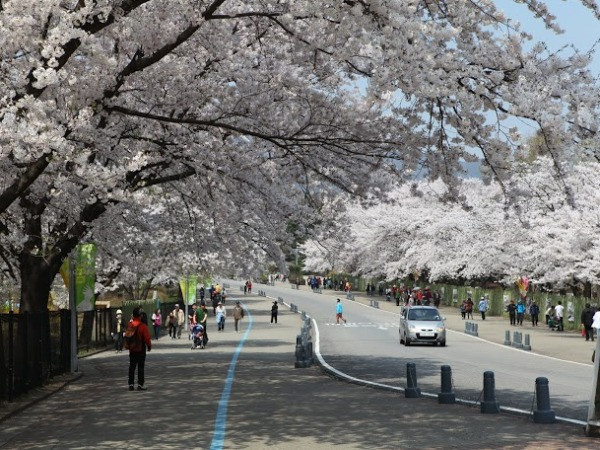 Đi Hàn Quốc ngắm hoa anh đào chỉ với 13,9 triệu đồng ảnh 2