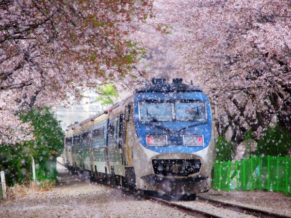 Đi Hàn Quốc ngắm hoa anh đào chỉ với 13,9 triệu đồng ảnh 1