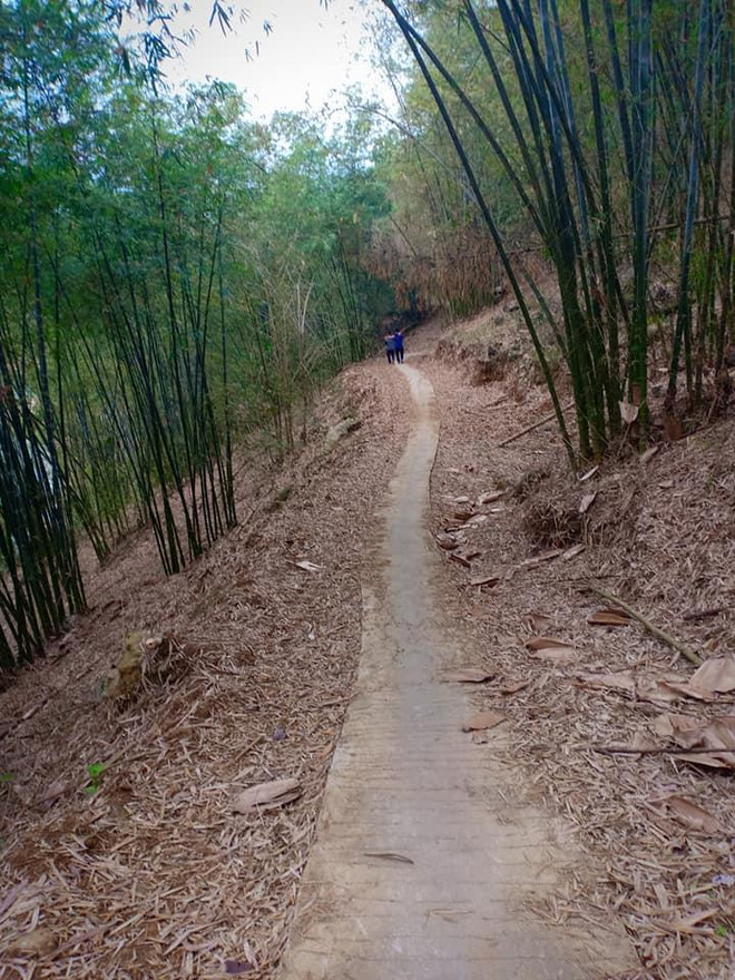 Con đường lãng mạn giữa rừng luồng. (Ảnh:Vietnam+) Bài 2 - Du lịch Đà Bắc: Diện mạo mới từ những ‘hạt giống’ đầu tiên ảnh 4