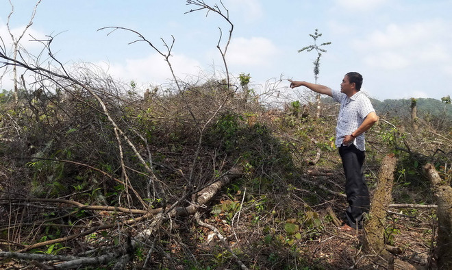 Kiểm điểm trách nhiệm việc "chặt nhầm" trên 4ha rừng phòng hộ ảnh 2