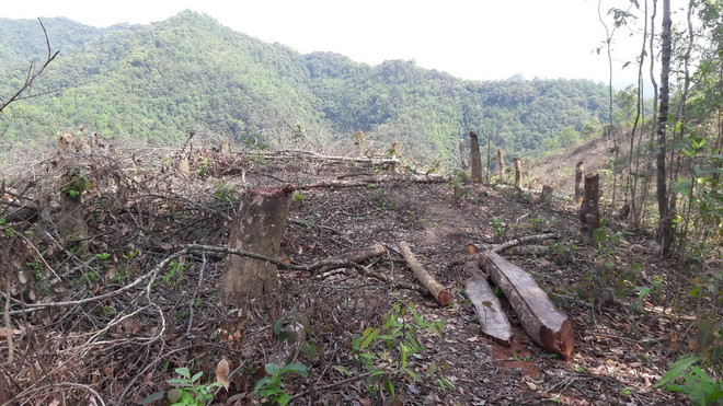 Kiểm điểm trách nhiệm việc "chặt nhầm" trên 4ha rừng phòng hộ ảnh 1