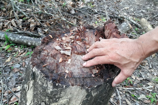 Kiểm điểm trách nhiệm việc "chặt nhầm" trên 4ha rừng phòng hộ ảnh 3