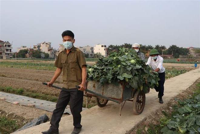 Hội viên Hội Nông dân các xã Bình Lãng, Chí Minh (huyện Tứ Kỳ) đã tới thu hoạch su hào, bắp cải giúp nông dân thôn Ô Mễ, xã Hưng Đạo. (Ảnh: Mạnh Minh/TTXVN) Chung tay 'giải cứu' nông sản trong đợt dịch COVID-19 ở Hải Dương ảnh 2
