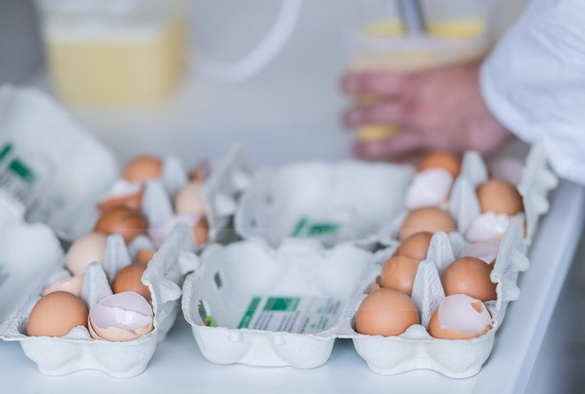Bulgaria thu giữ 1 tấn bột trứng bị nhiễm fipronil xuất xứ từ Đức ảnh 1