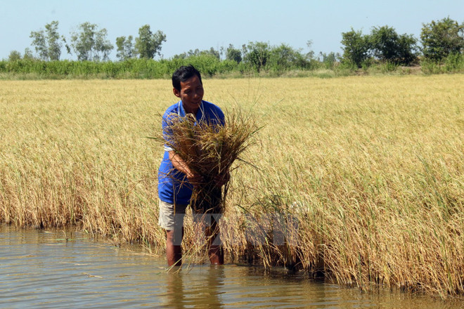 Làm rõ thông tin lạm thu tiền trợ cấp của người dân vùng hạn mặn ảnh 1