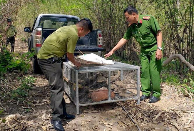 Phạt nặng 2 trường hợp mua bán lâm sản và nuôi nhốt động vật trái phép ảnh 1