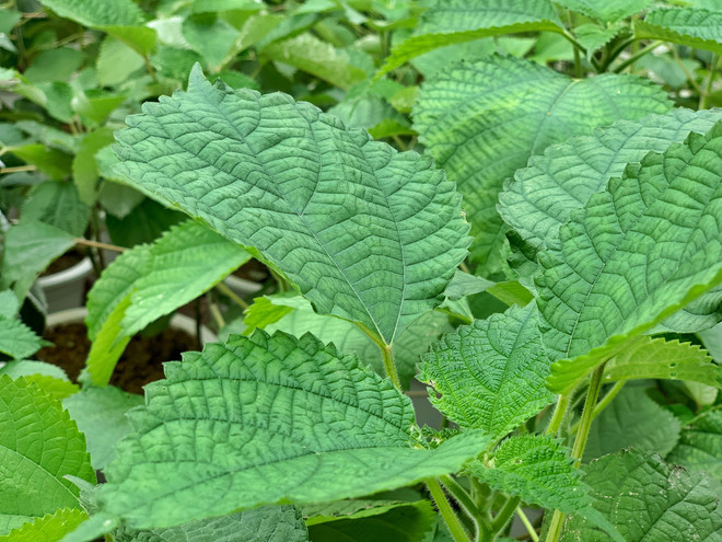 NTK Minh Hạnh: Muốn chạm tới giá trị của 'di sản' áo dài cần đủ lực ảnh 1