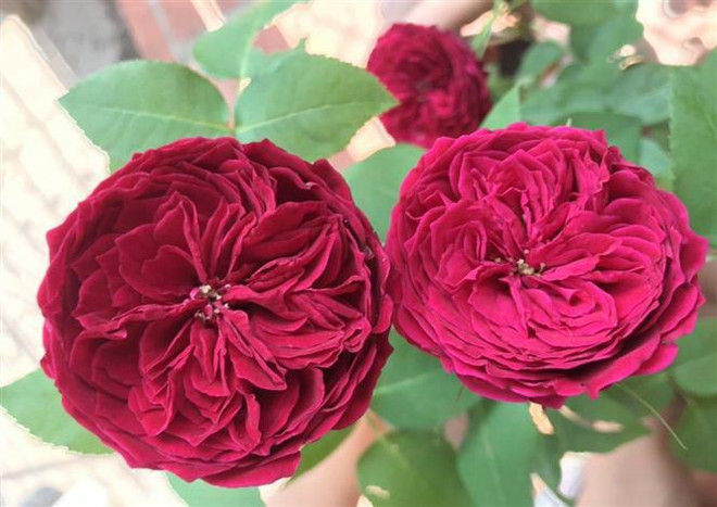Hoa hồng Tess có màu đỏ thẫm, cách xếp cánh độc đáo. (Ảnh: Nguyễn Thành/TTXVN) Khởi nghiệp thành công từ niềm đam mê trồng hoa hồng ngoại ảnh 2