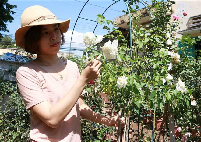 Chị Phan Thị Ngọc Thoa (thành phố Phan Rang-Tháp Chàm, tỉnh Ninh Thuận) khởi nghiệp với mô hình trồng cây hoa hồng. (Ảnh: Nguyễn Thành/TTXVN) Khởi nghiệp thành công từ niềm đam mê trồng hoa hồng ngoại ảnh 1