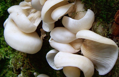 Quảng Bình: 5 người trong một gia đình nhập viện do ngộ độc nấm ảnh 1