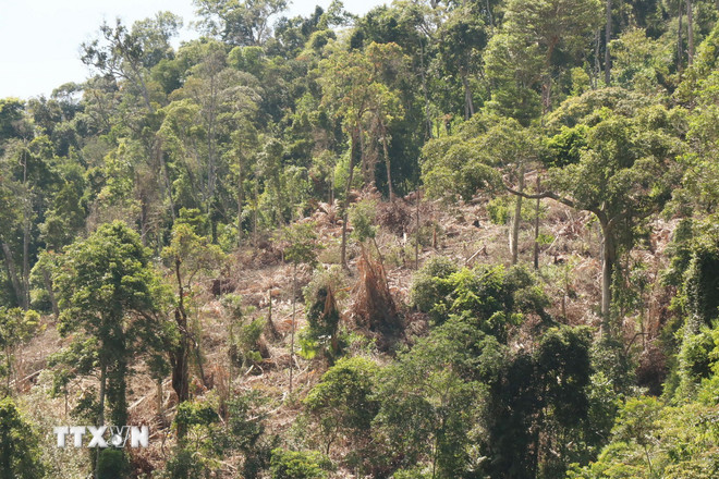 ttxvn_pha rung 2.jpg