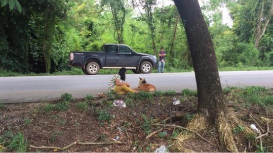 Chú chó trung thành ngồi ở vệ đường suốt 12 tháng để đợi chủ ảnh 2