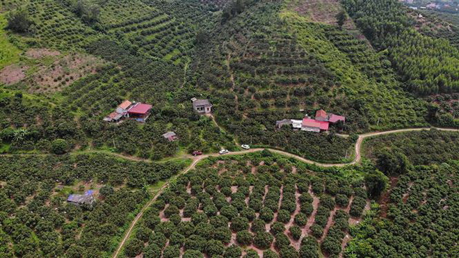 Vườn vải của một hợp tác xã đạt tiêu chuẩn xuất khẩu đi Nhật Bản. (Ảnh: Danh Lam/TTXVN) Hỗ trợ các hợp tác xã nông nghiệp liên kết sản xuất theo chuỗi giá trị ảnh 1