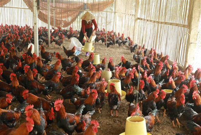 Xu hướng phát triển của ngành thức ăn chăn nuôi trong năm 2022 ảnh 1