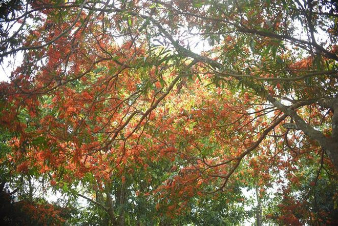 Bình Định: Trang rừng nở rộ bên bờ suối Tà Má, thu hút du khách ảnh 2