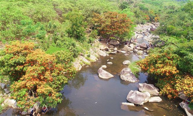 Bình Định: Trang rừng nở rộ bên bờ suối Tà Má, thu hút du khách ảnh 1