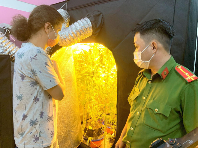 Đối tượng người nước ngoài dùng điện để thắp sáng cho cần sa phát triển. (Nguồn: Báo Thanh Niên) Bình Thuận: Phát hiện một người nước ngoài trồng cần sa trong nhà thuê ảnh 1