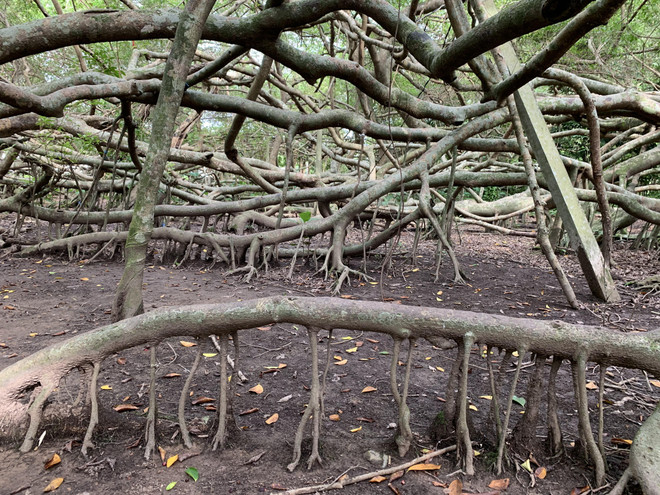 [Video] Kỳ lạ giàn Gừa khổng lồ trăm tuổi ở miền Tây sông nước ảnh 1