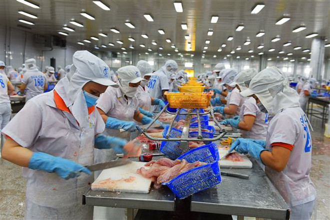 Chế biến cá tra xuất khẩu. (Nguồn: TTXVN) Đâu là yếu tố ảnh hưởng đến sản xuất và xuất khẩu cá tra Việt Nam? ảnh 1