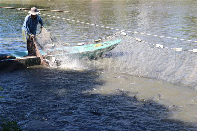 Thu hoạch cá tra tại Đồng Tháp. (Nguồn: TTXVN) Đâu là yếu tố ảnh hưởng đến sản xuất và xuất khẩu cá tra Việt Nam? ảnh 3
