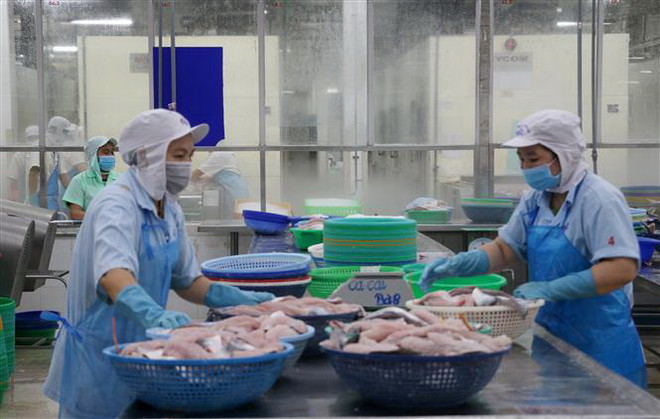 Chế biến cá tra xuất khẩu. (Nguồn: TTXVN) Đâu là yếu tố ảnh hưởng đến sản xuất và xuất khẩu cá tra Việt Nam? ảnh 2