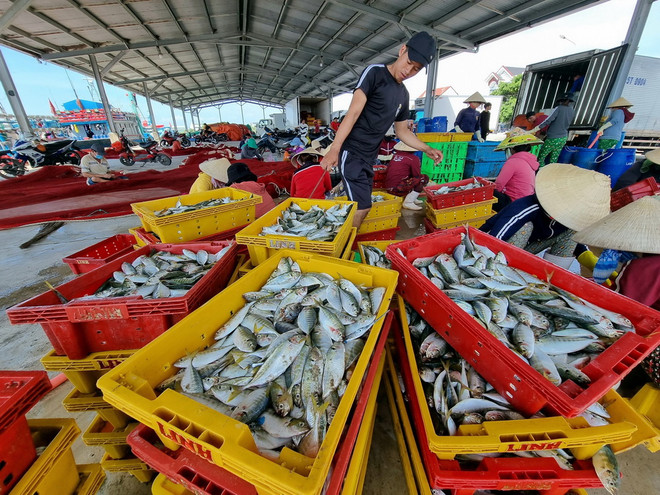 ttxvn_IUU ninh thuan 3.jpg