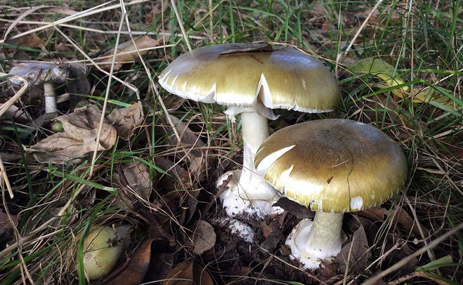 Phát hiện chất có khả năng ngăn độc tố ở loại nấm độc nhất thế giới ảnh 1