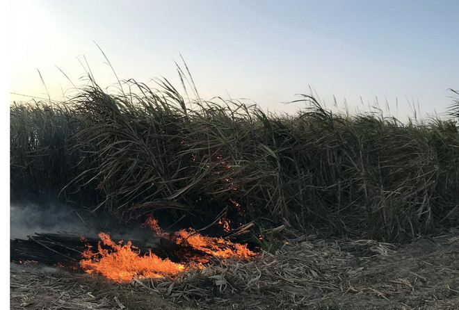 Hỏa hoạn chưa rõ nguyên nhân tại cánh đồng mía rộng gần 20ha ảnh 1