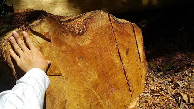Phát hiện vụ vận chuyển và cất giữ nhiều cây gỗ giáng hương trái phép ảnh 1