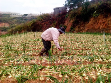 Mưa đá có kích cỡ hạt tới quả trứng gà trút xuống Lào Cai ảnh 1