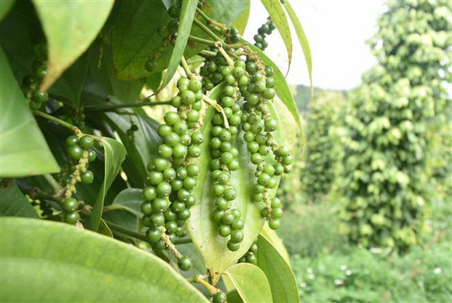 Sản phẩm hạt tiêu Đắk Nông được Cục Sở hữu trí tuệ chứng nhận đăng ký chỉ dẫn địa lý. (Nguồn: TTXVN) Bảo hộ nhãn hiệu Việt: Nâng cao nhận thức cho doanh nghiệp ảnh 2
