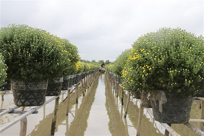 Làng hoa Sa Đéc chuẩn bị phục vụ Tết: Nhân giống cúc mâm xôi Hàn Quốc ảnh 1