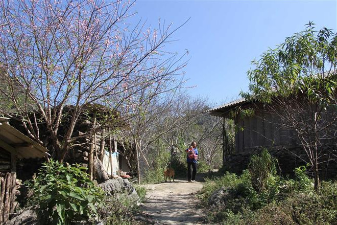 Nghệ An: Đào nở sớm, người dân vùng cao lo thất thu dịp Tết ảnh 2