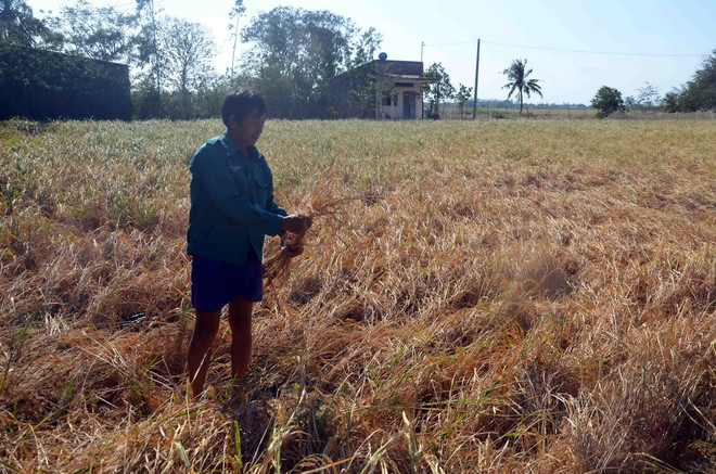 Nhiều diện tích lúa và cây trồng có nguy cơ mất trắng vì hạn mặn ảnh 1