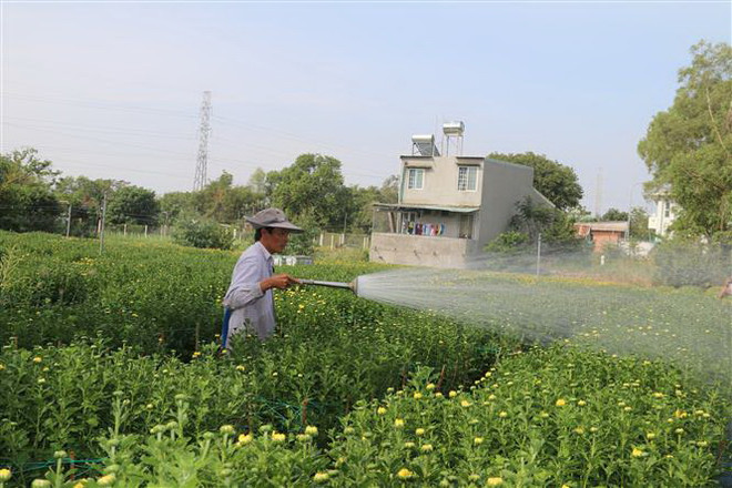 Nhà vườn ở Bà Rịa-Vũng Tàu kỳ vọng một mùa hoa Tết bội thu ảnh 1