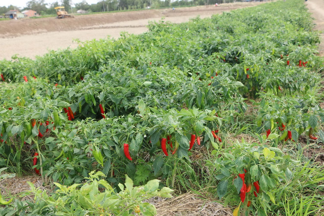 Thị trường Trung Quốc không nhập hàng, nông dân chịu mùa ớt... đắng ảnh 1