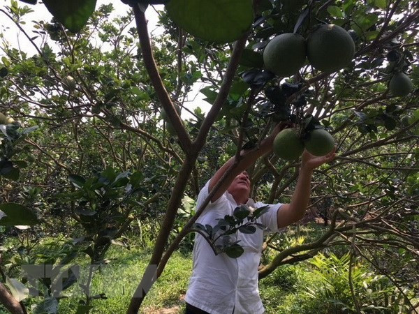 Bến Tre: Bưởi da xanh giảm giá sâu dịp Tết, nông dân gặp khó ảnh 1