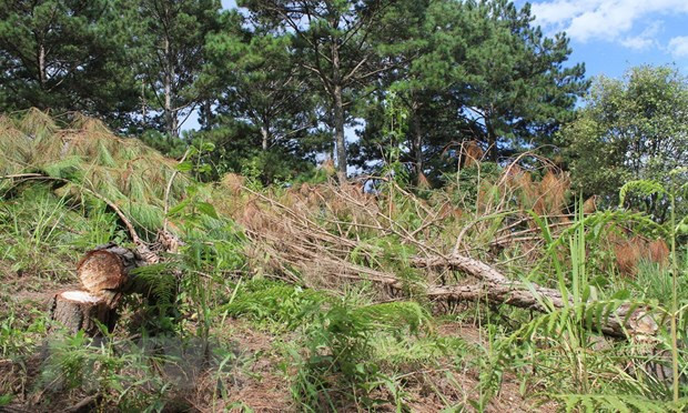Lâm Đồng: Xử lý nghiêm vụ phá rừng làm nhà trái phép ở huyện Bảo Lâm ảnh 1